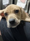 adoptable Dog in spring, TX named Bell
