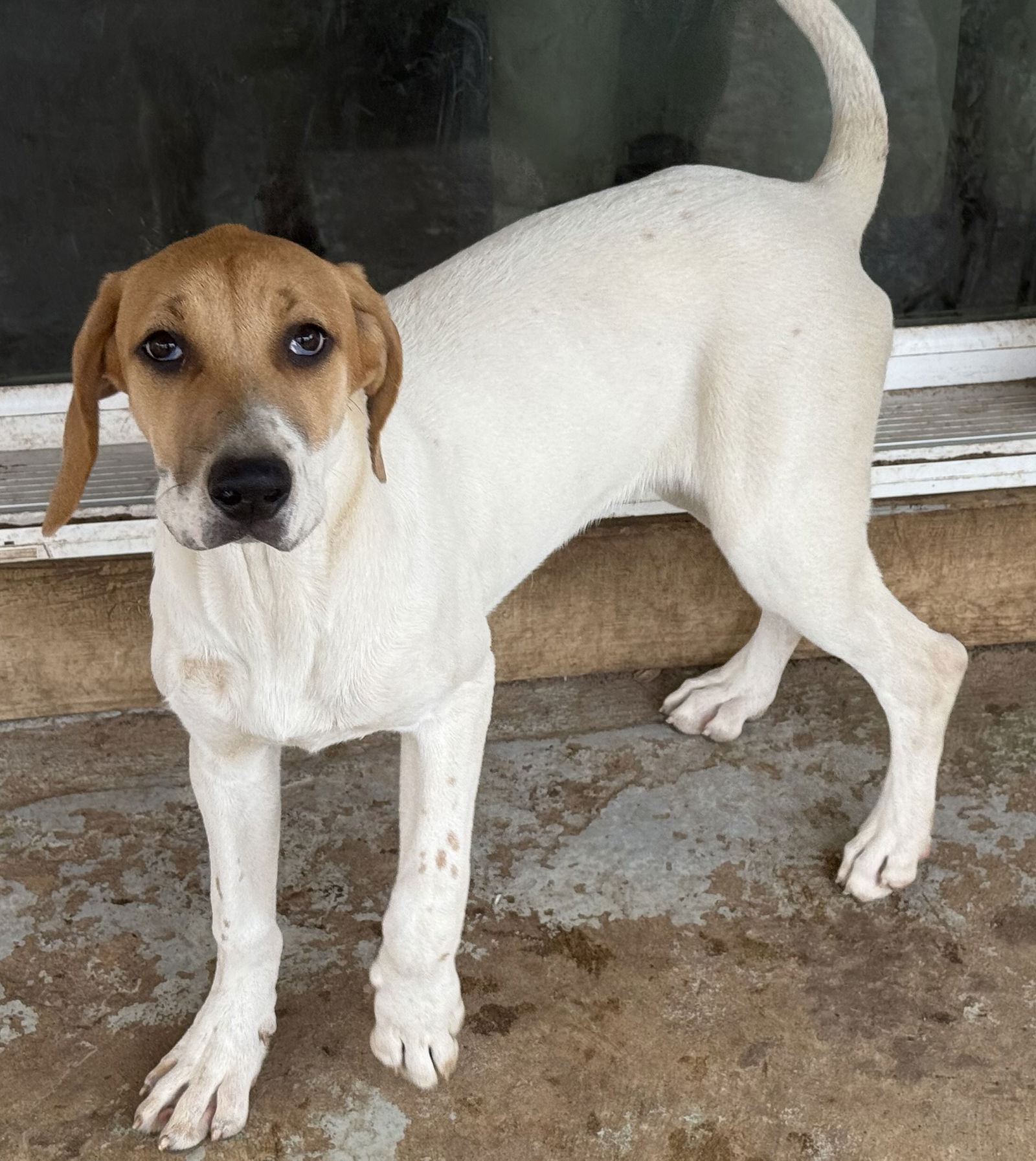 adoptable Dog in Spring, TX named Chickita