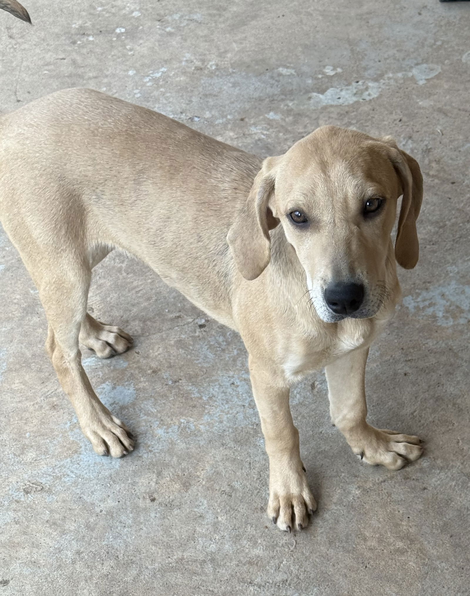 adoptable Dog in Spring, TX named Dennis