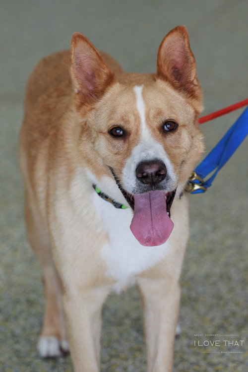 picture of the dog needing adoption