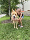 adoptable Dog in  named Scooper