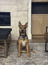 adoptable Dog in  named Boo Boo