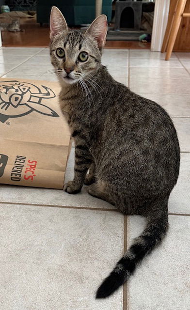 picture of the cat needing adoption