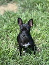 adoptable Dog in  named Shirley