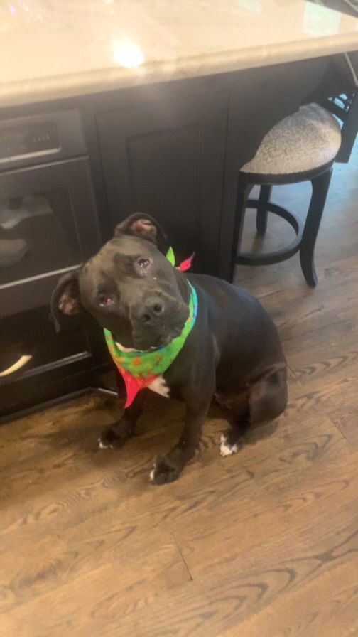 adoptable Dog in Spring, TX named Connie