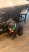 adoptable Dog in  named Connie