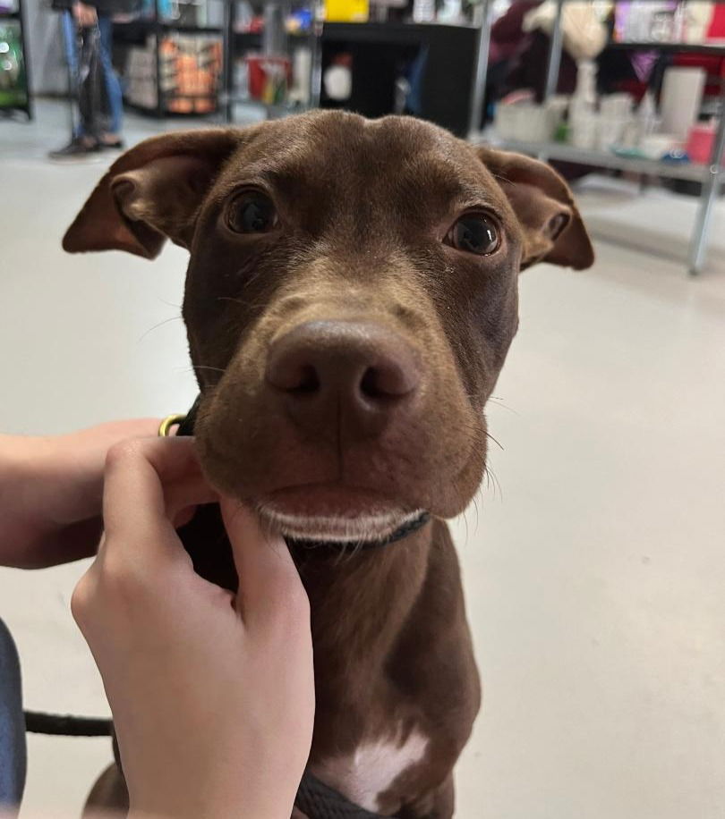 adoptable Dog in Spring, TX named Billie