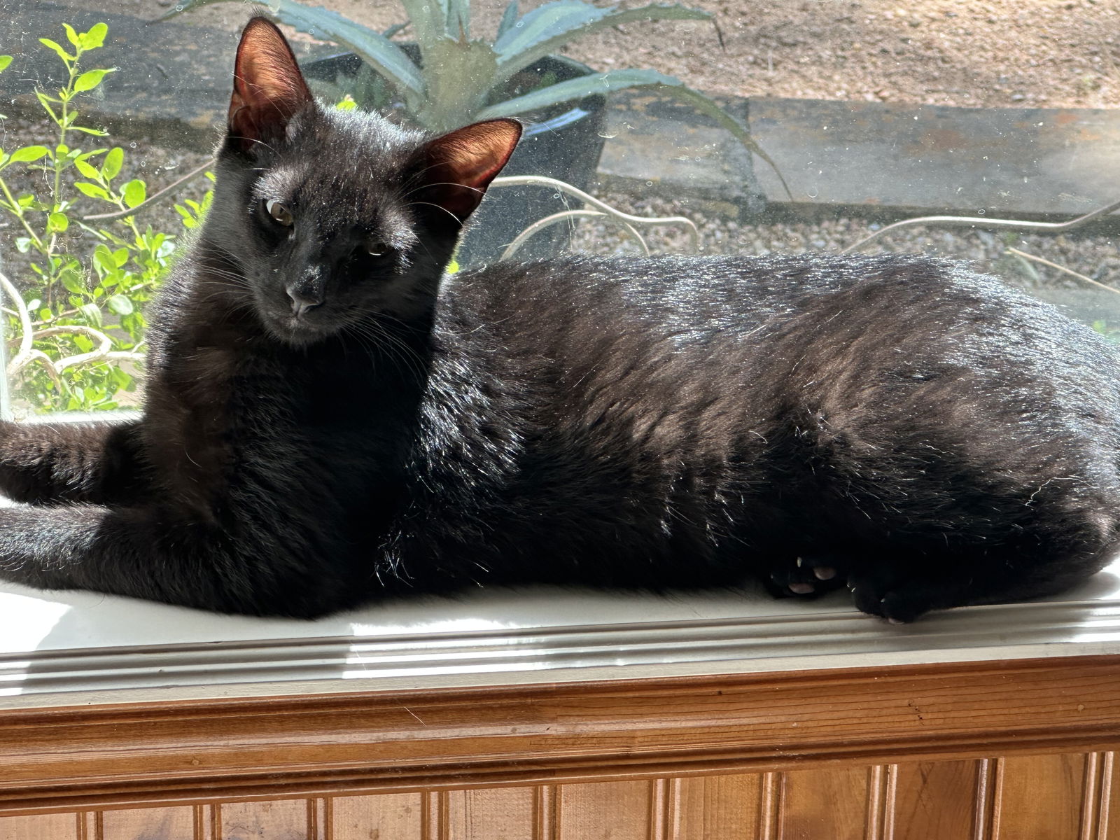 adoptable Cat in Magnolia, TX named Alfie