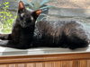 adoptable Cat in magnolia, TX named Alfie