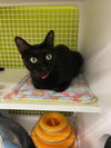 adoptable Cat in Spring, TX named Citrine