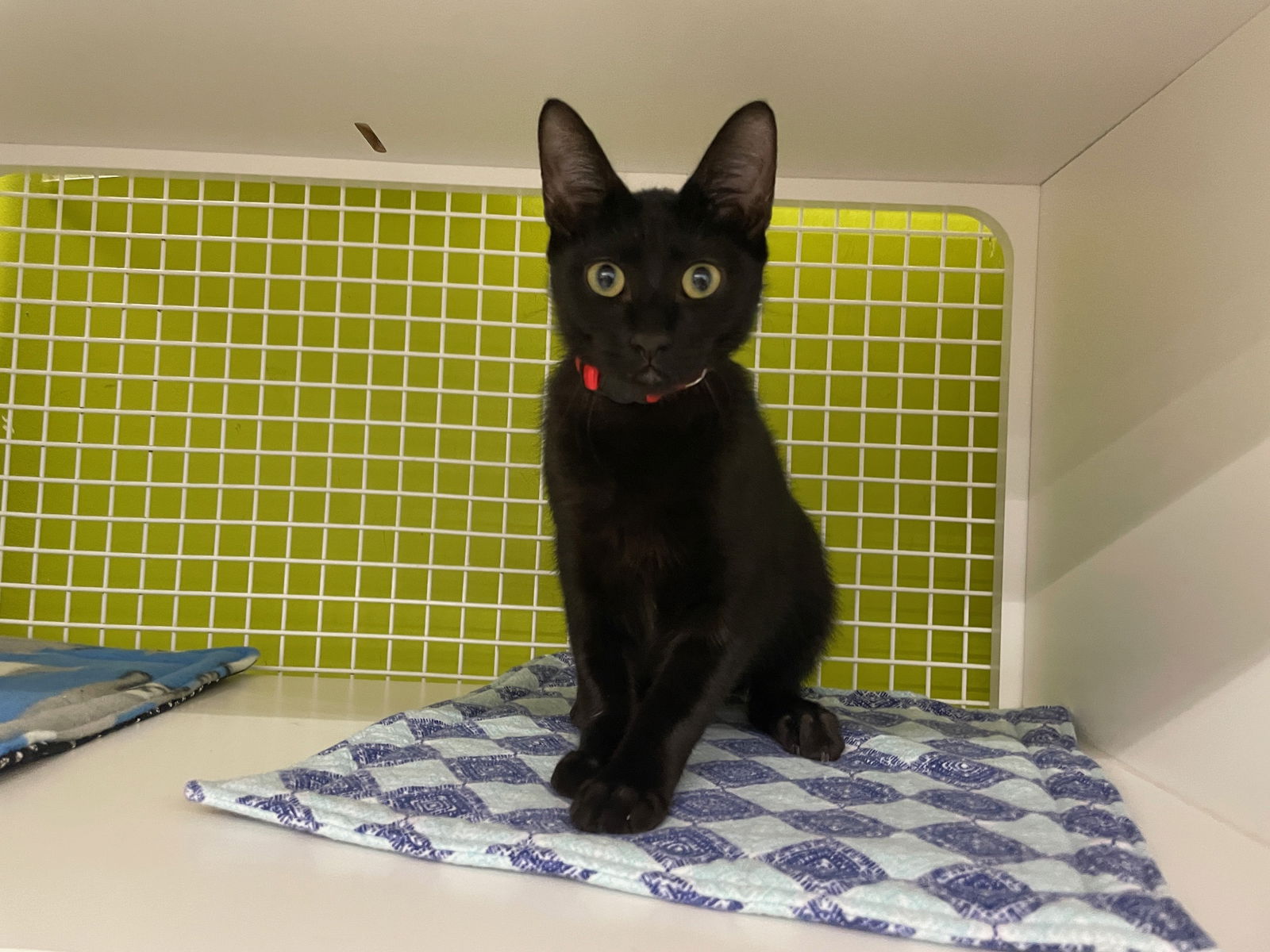 adoptable Cat in Spring, TX named Feldspar