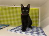 adoptable Cat in Spring, TX named Feldspar