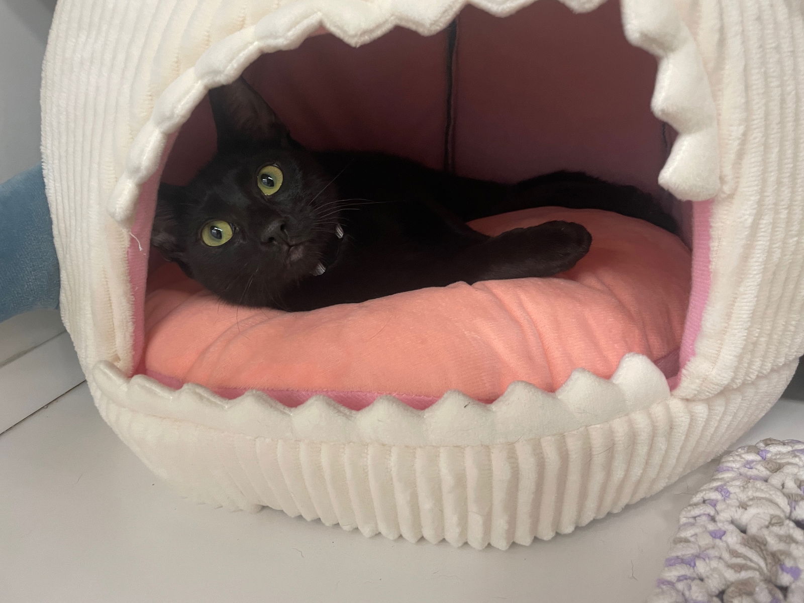 adoptable Cat in Spring, TX named Emerald