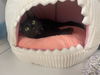 adoptable Cat in Spring, TX named Emerald
