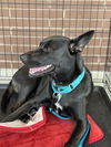 adoptable Dog in  named Shay Shay