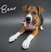 adoptable Dog in spring, TX named Bear