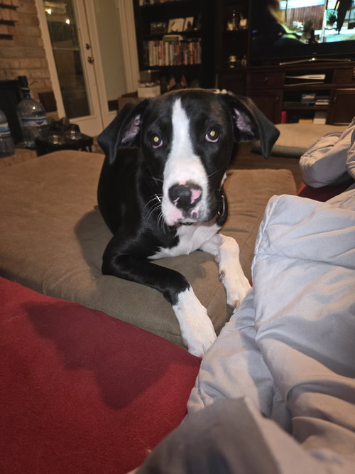 picture of the dog needing adoption
