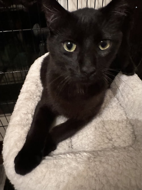 picture of the cat needing adoption