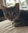 Grayson - Photo 5