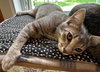 Grayson - Photo 1