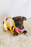 adoptable Dog in Spring, TX named Gertie