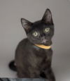 adoptable Cat in Spring, TX named O