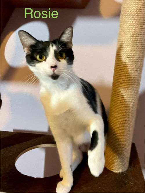 animal-image