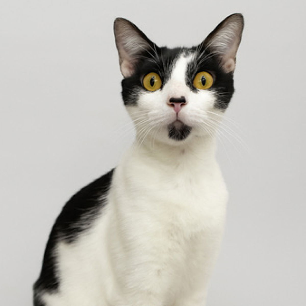 adoptable Cat in Spring, TX named Rosie