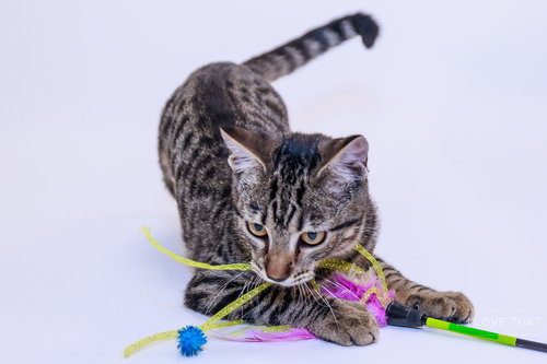 picture of the cat needing adoption