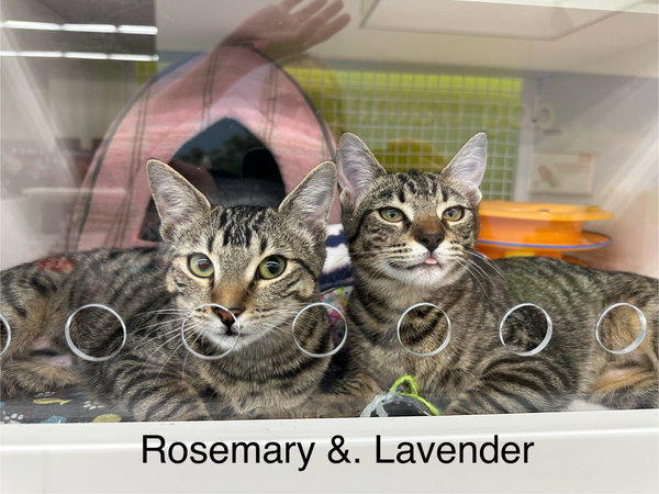 Lavender