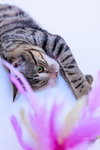 Rosemary - Photo 2