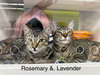 Rosemary - Photo 6