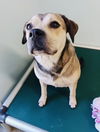 adoptable Dog in  named Zoey