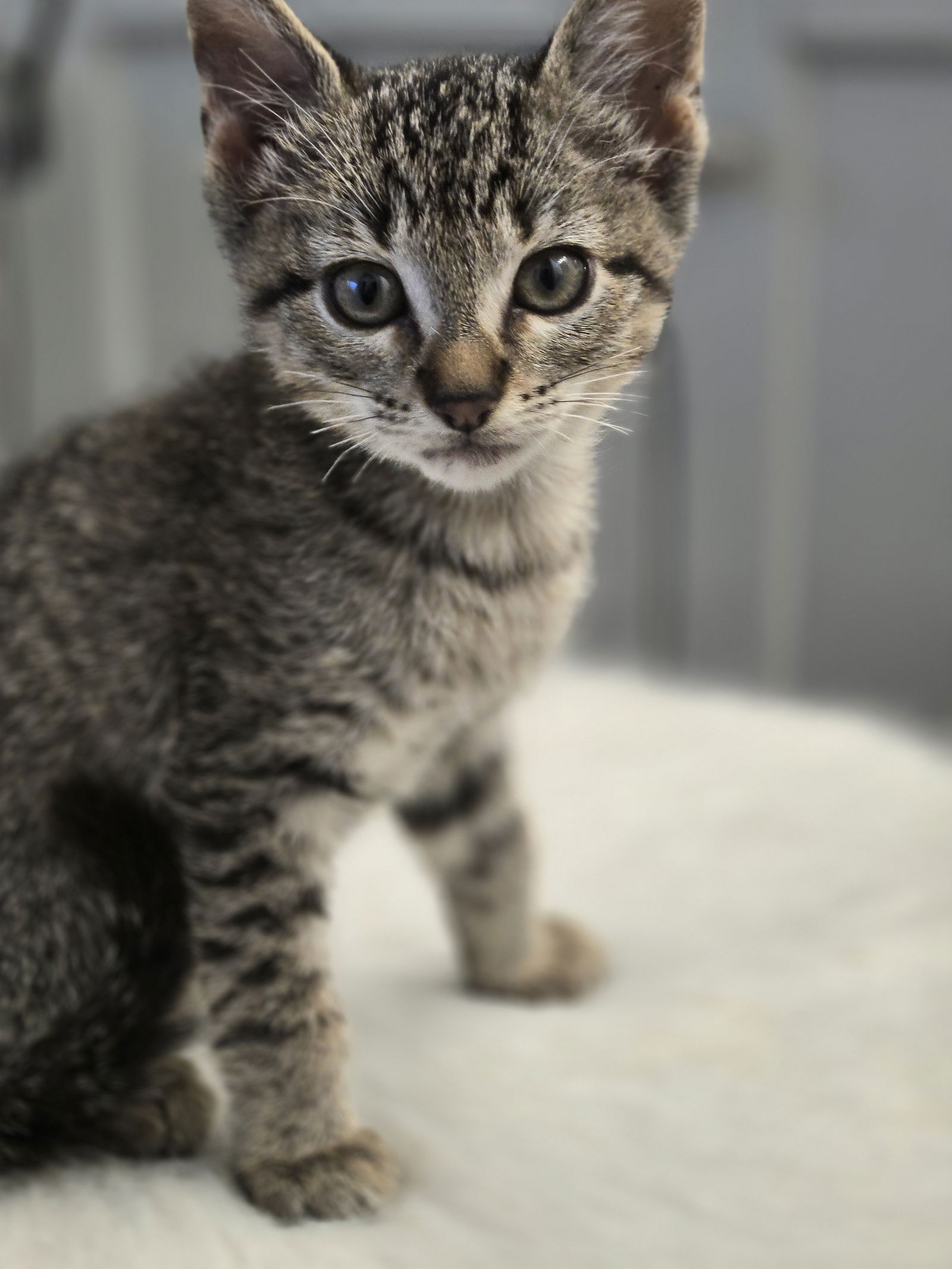 adoptable Cat in Spring, TX named Chocolate Chip