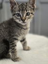 adoptable Cat in Spring, TX named Chocolate Chip