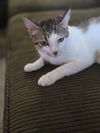 adoptable Cat in Spring, TX named Cookie