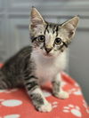 adoptable Cat in Spring, TX named Crumble