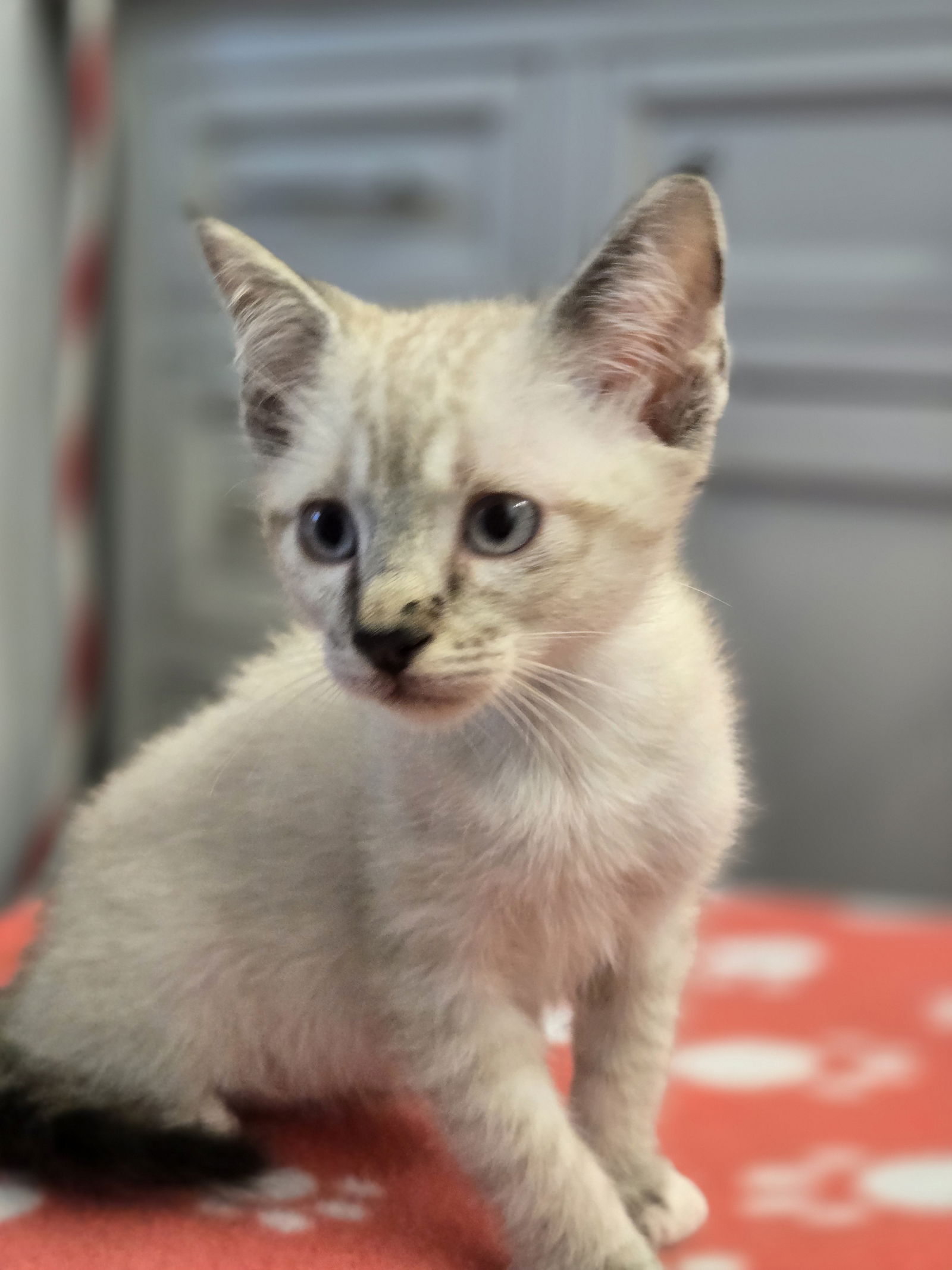 adoptable Cat in Spring, TX named Macadamia