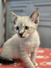 adoptable Cat in Spring, TX named Macadamia