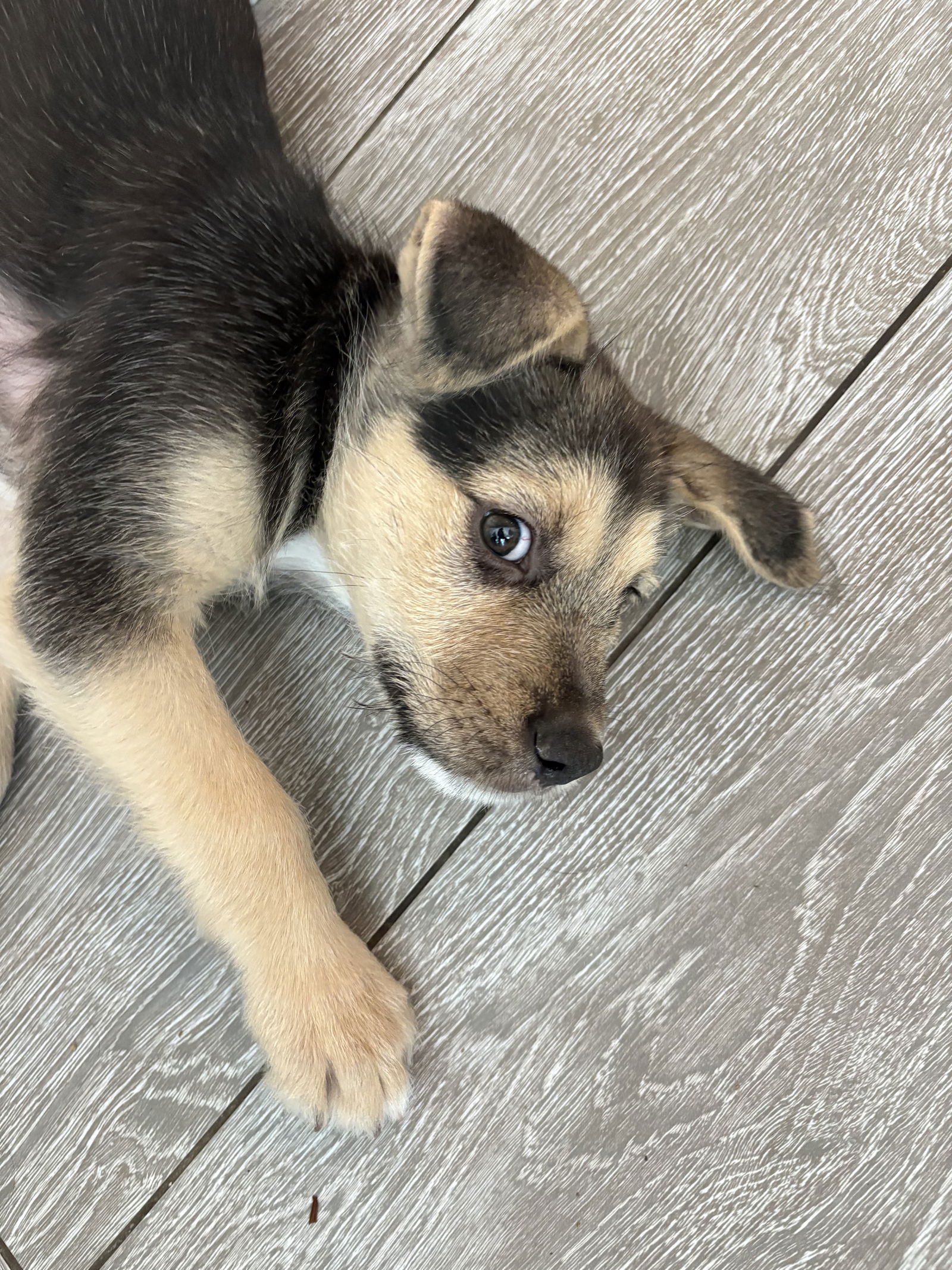 adoptable Dog in Spring, TX named Kenny