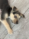 adoptable Dog in  named Kenny