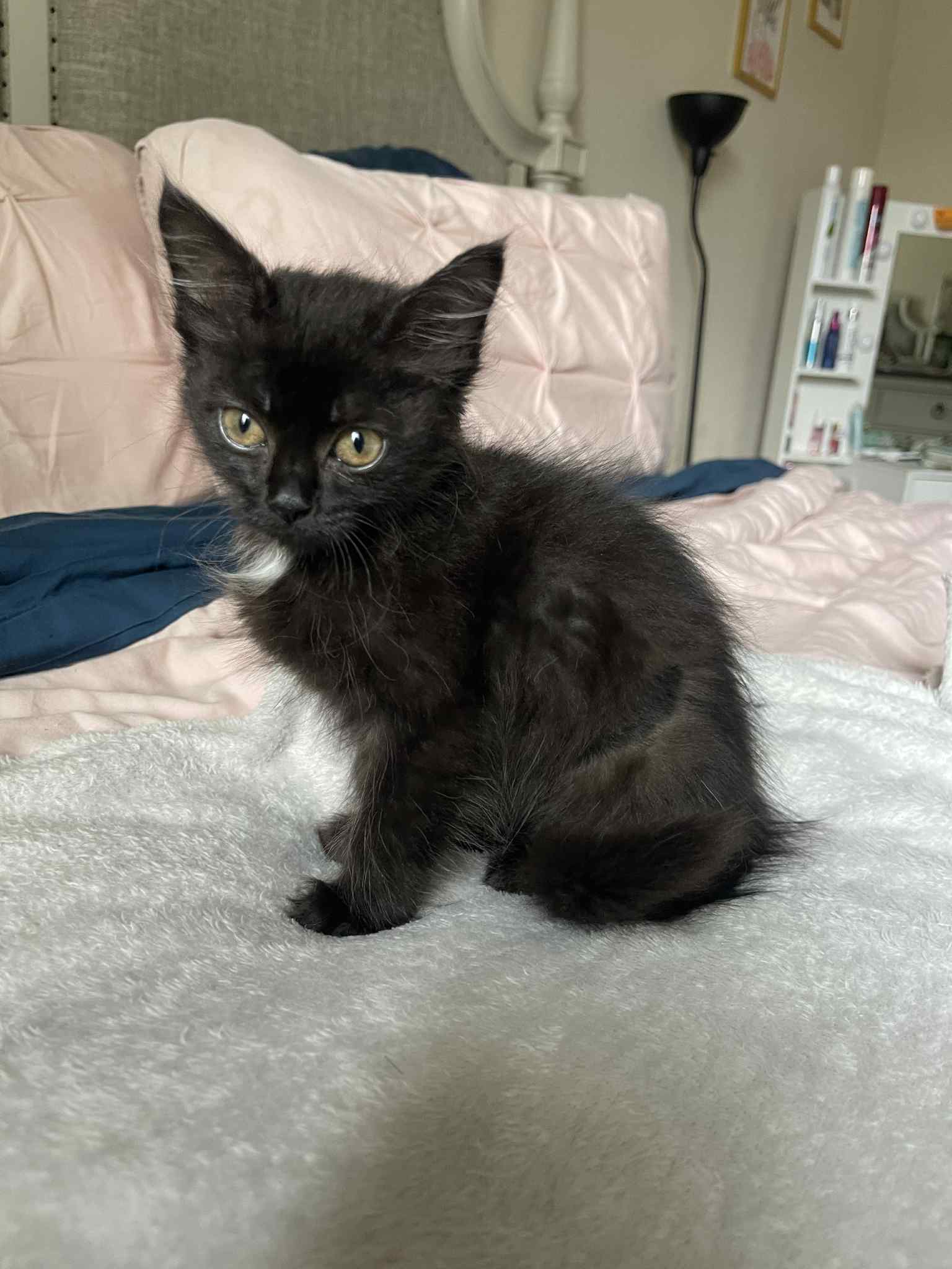 adoptable Cat in Conroe, TX named Boo
