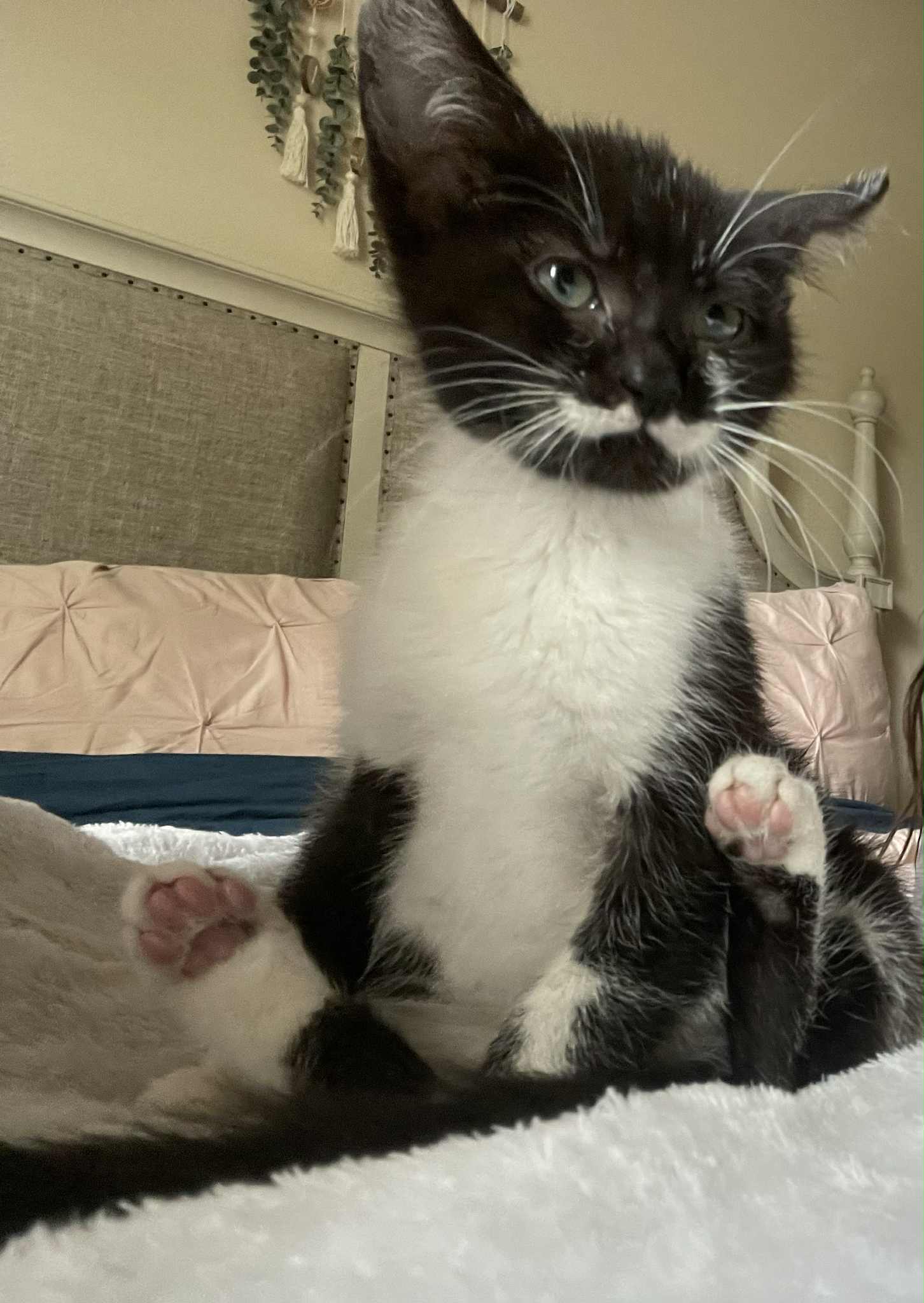 adoptable Cat in Conroe, TX named Gigi