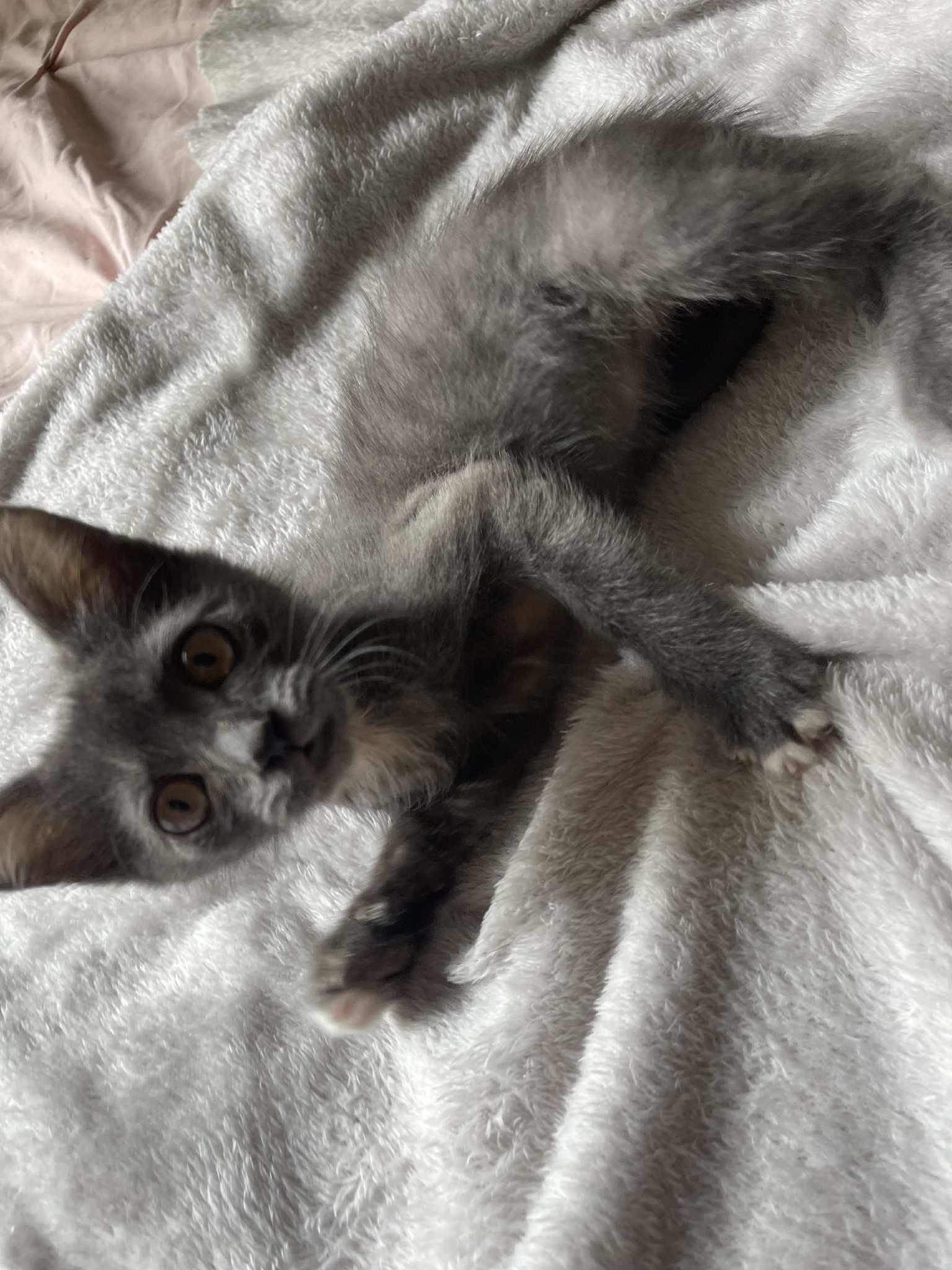adoptable Cat in Conroe, TX named Smokey