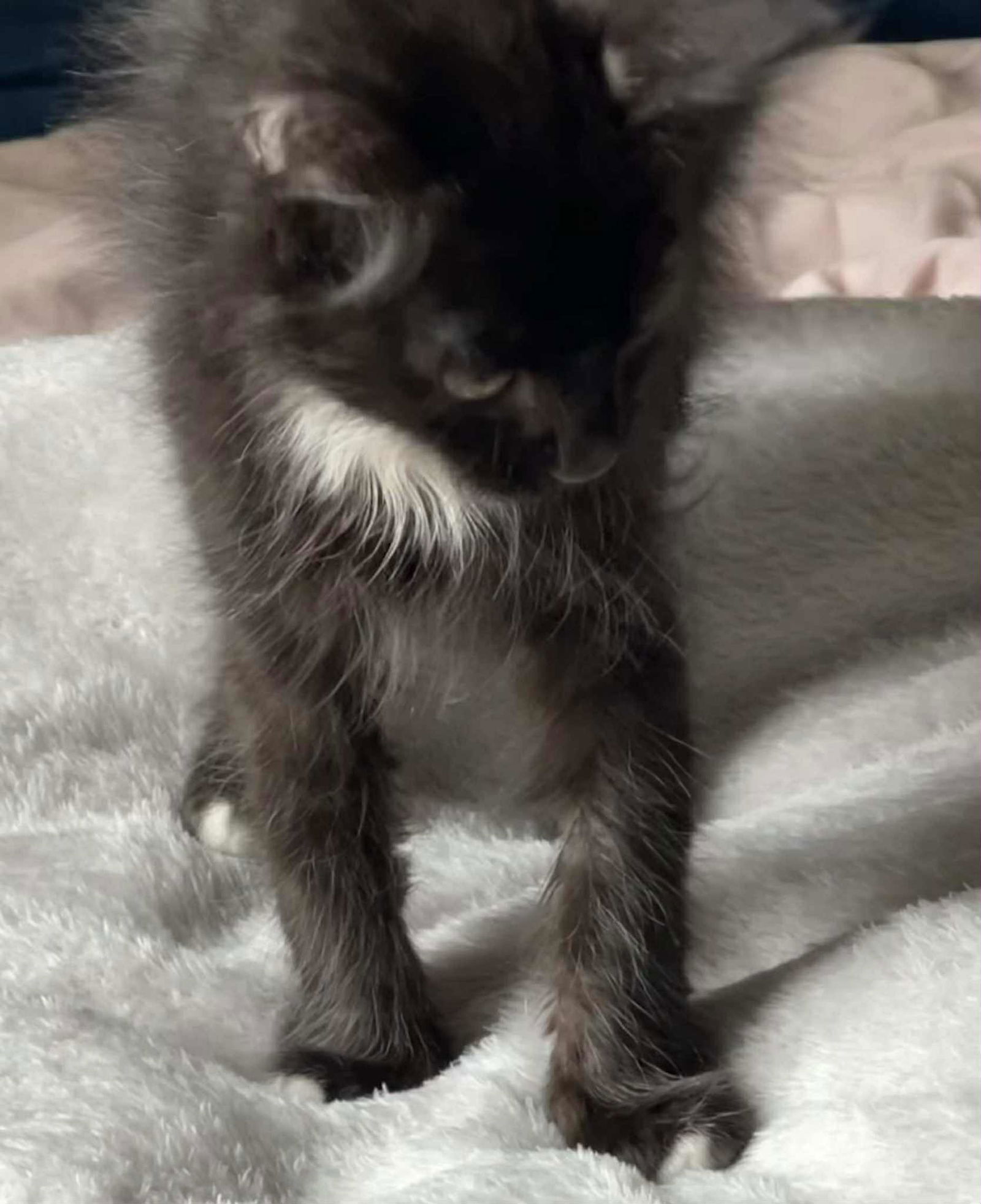 adoptable Cat in Conroe, TX named Tippy