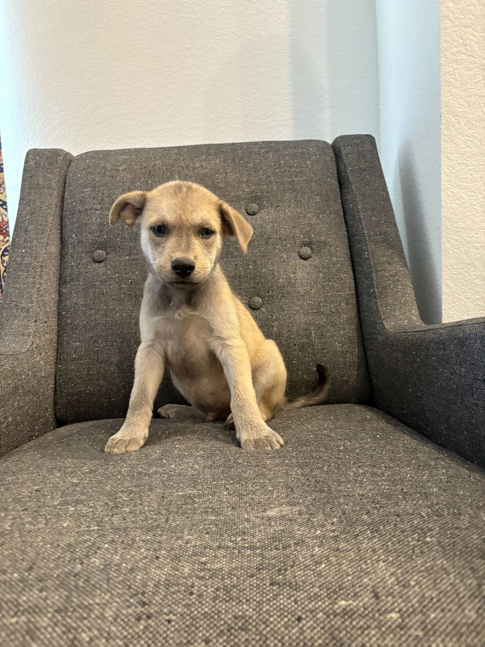 adoptable Dog in Spring, TX named Randal