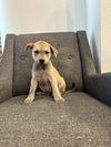 adoptable Dog in  named Randal