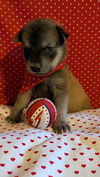 adoptable Dog in  named Rupert