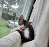 adoptable Cat in Spring, TX named Billy