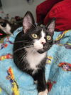 adoptable Cat in Spring, TX named Latto